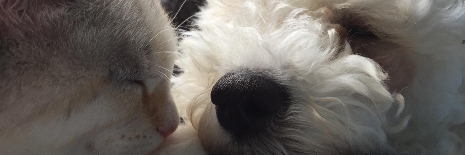 jillypoop's profile banner image