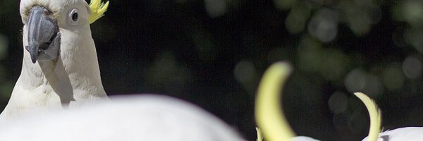 dansdata Profile Banner