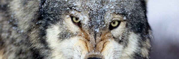 edwin_zijl Profile Banner