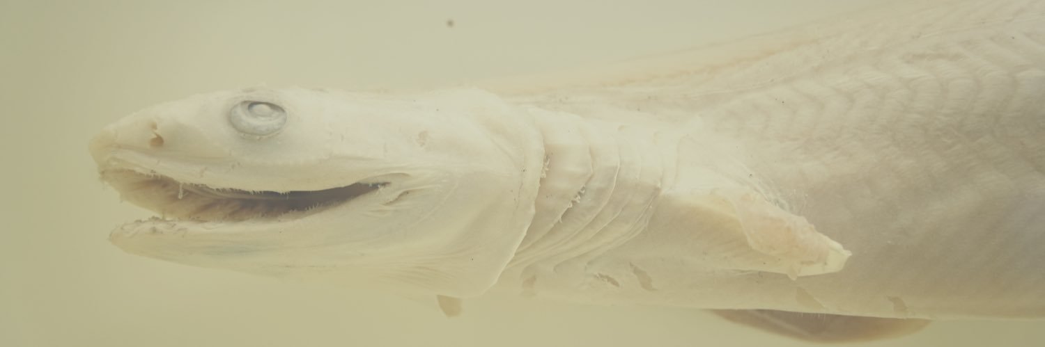_AIN_'s profile banner image