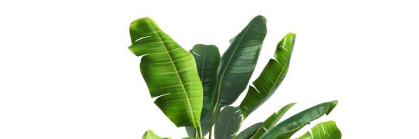 979_wolf Profile Banner