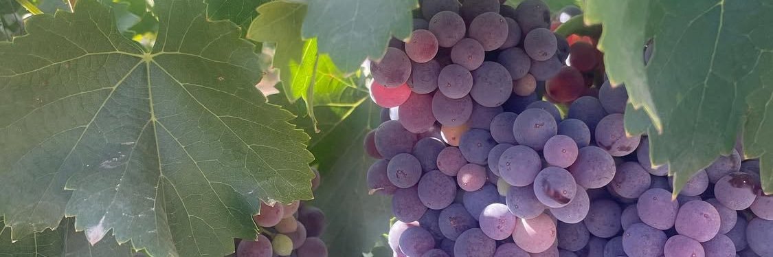 Valeria López Vela banner