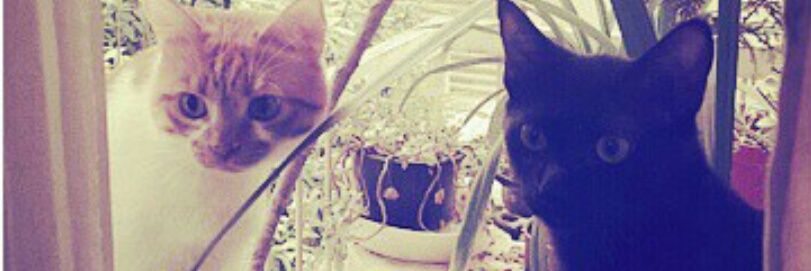 nihanimooo's profile banner image