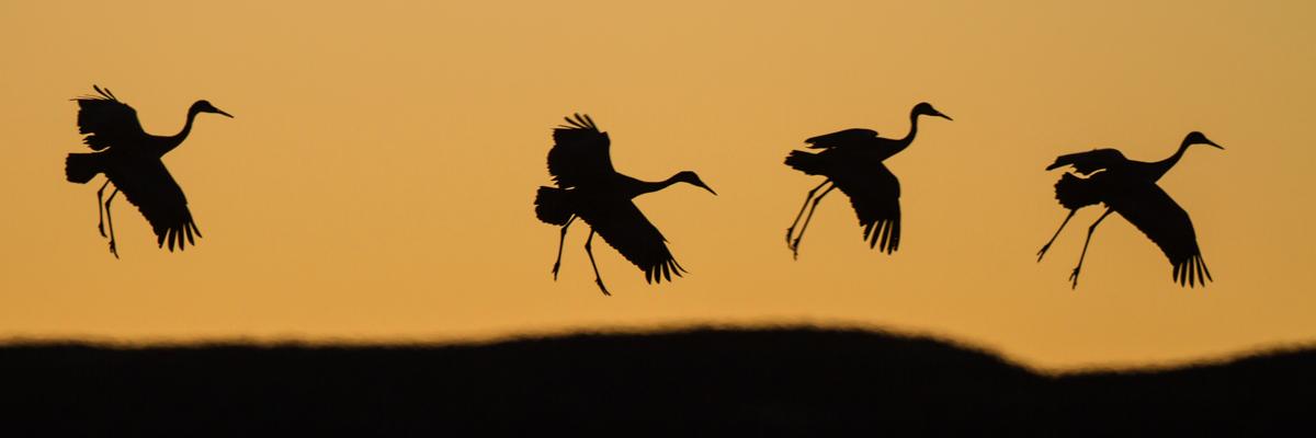 roadsendnature's profile banner image