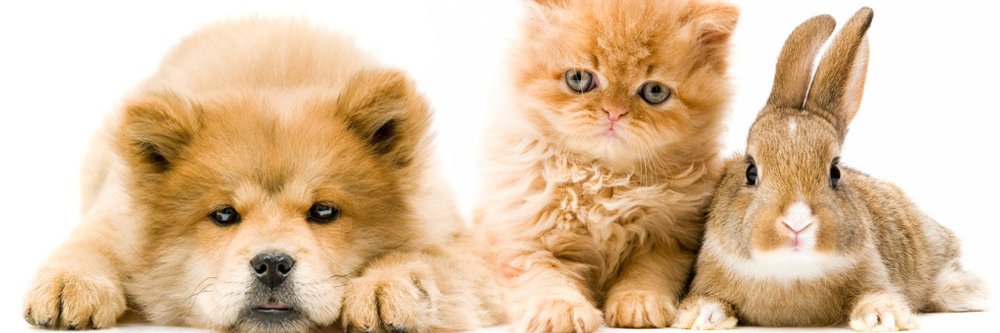 HemlockAnimalHo's profile banner image