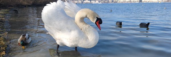 AlbiDeak Profile Banner