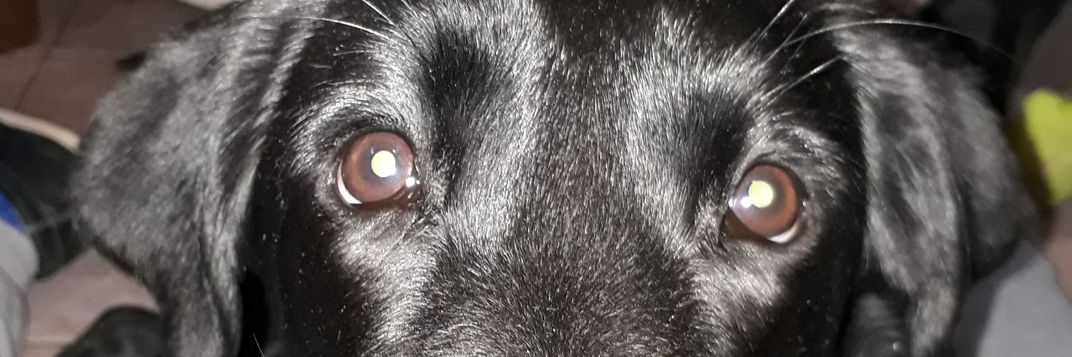 francochuchi's profile banner image