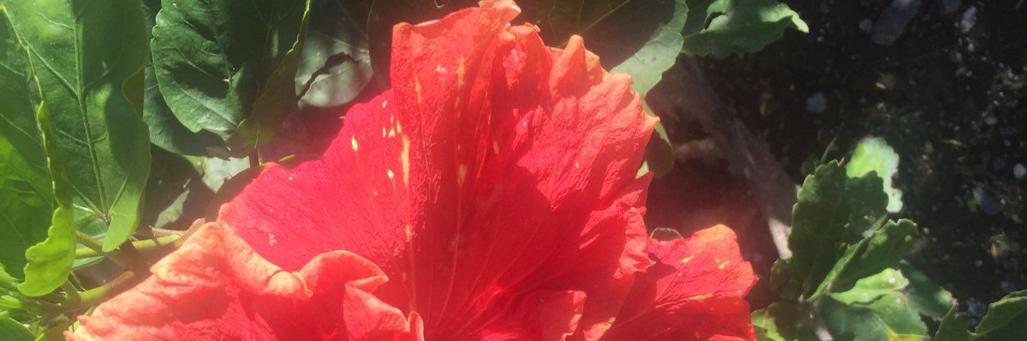 Lethyse's profile banner image
