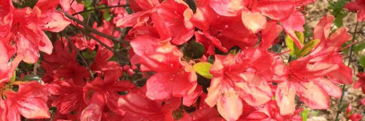 maryfrank_'s profile banner image