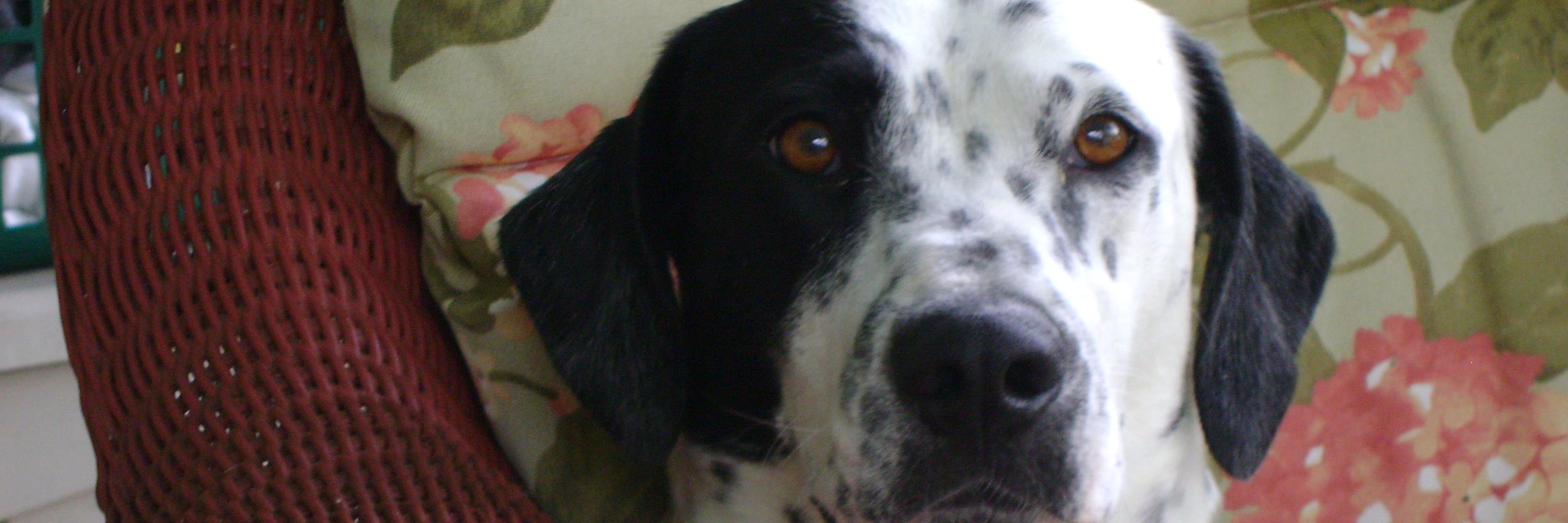 maudierpcarr's profile banner image