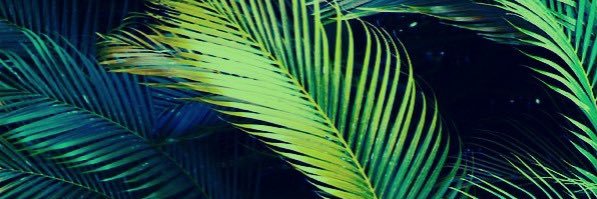 𝖑𝖆𝖚𝖗𝖆 banner