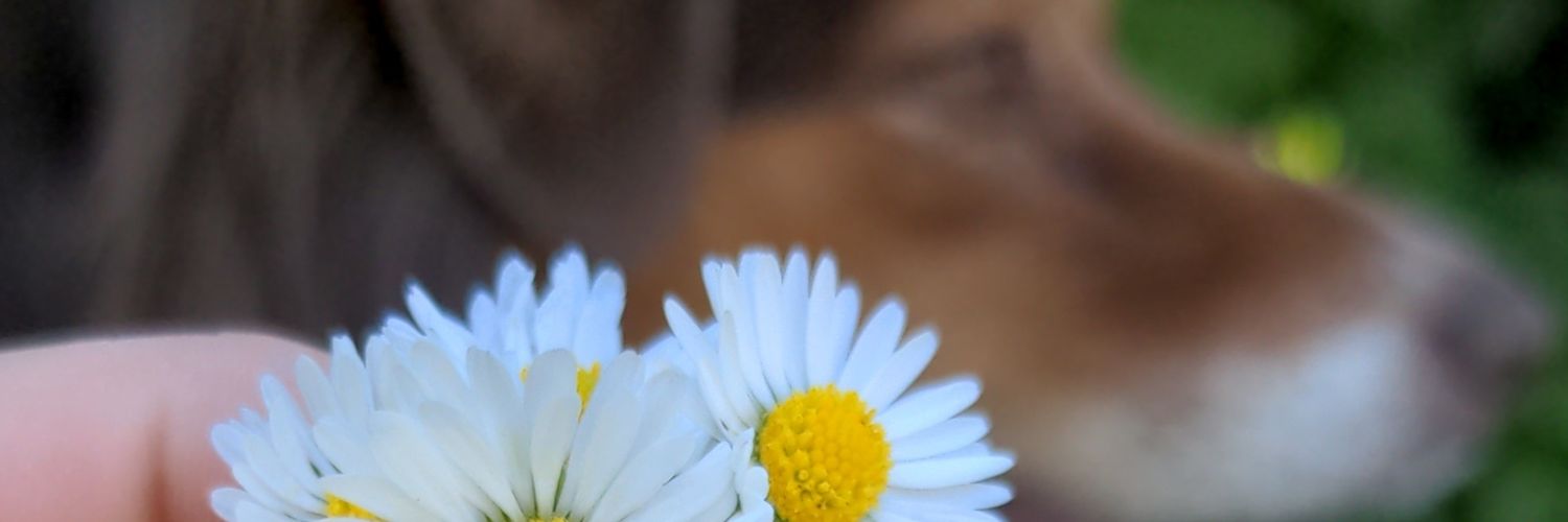 Colineandertale's profile banner image