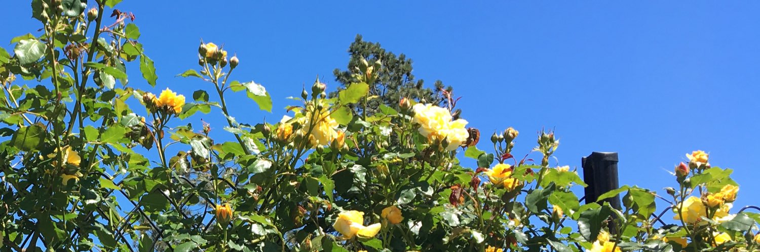 Beth Knazook // @bethknazook@digipres.club banner