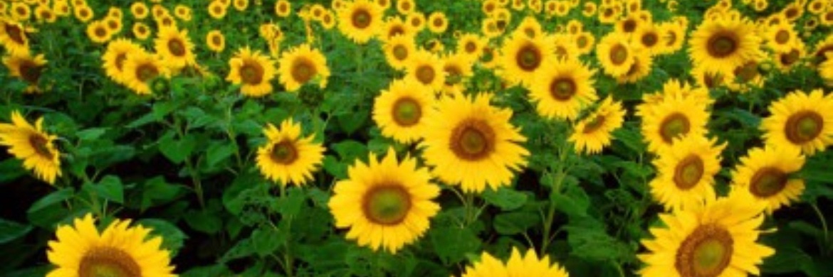 allfor_andee's profile banner image