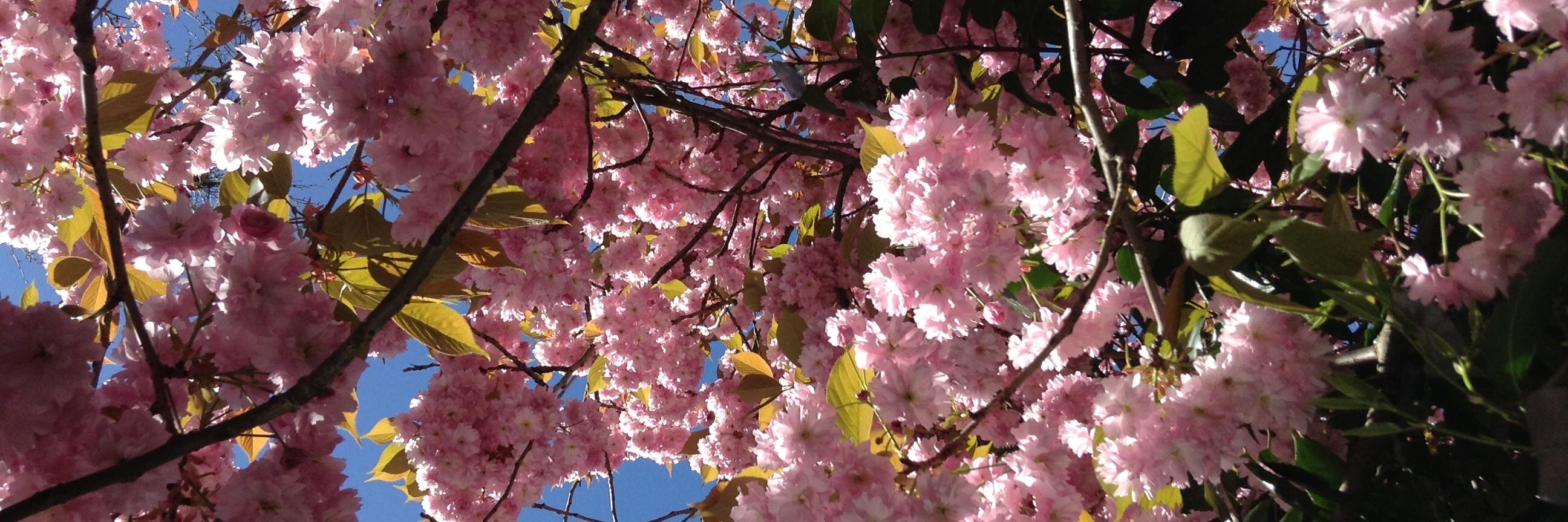 Laura Canevari banner