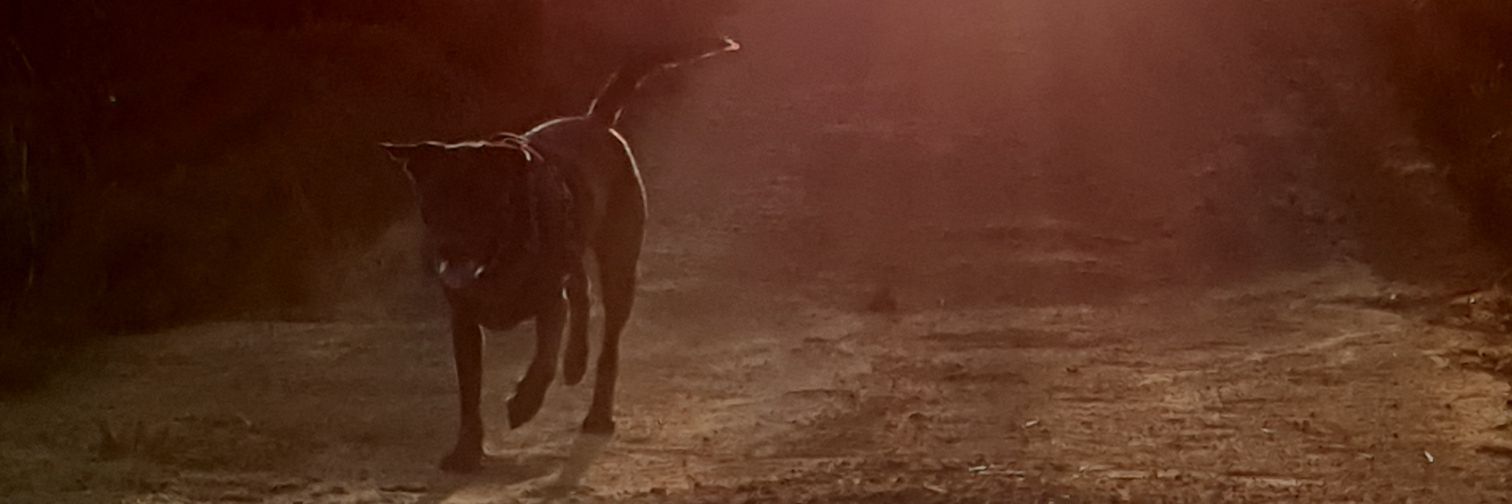 LoniLoftus's profile banner image
