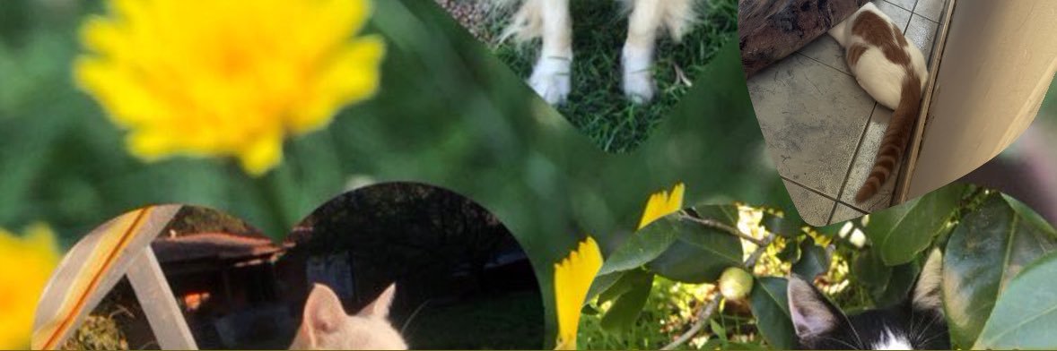 AndreaVidela3's profile banner image