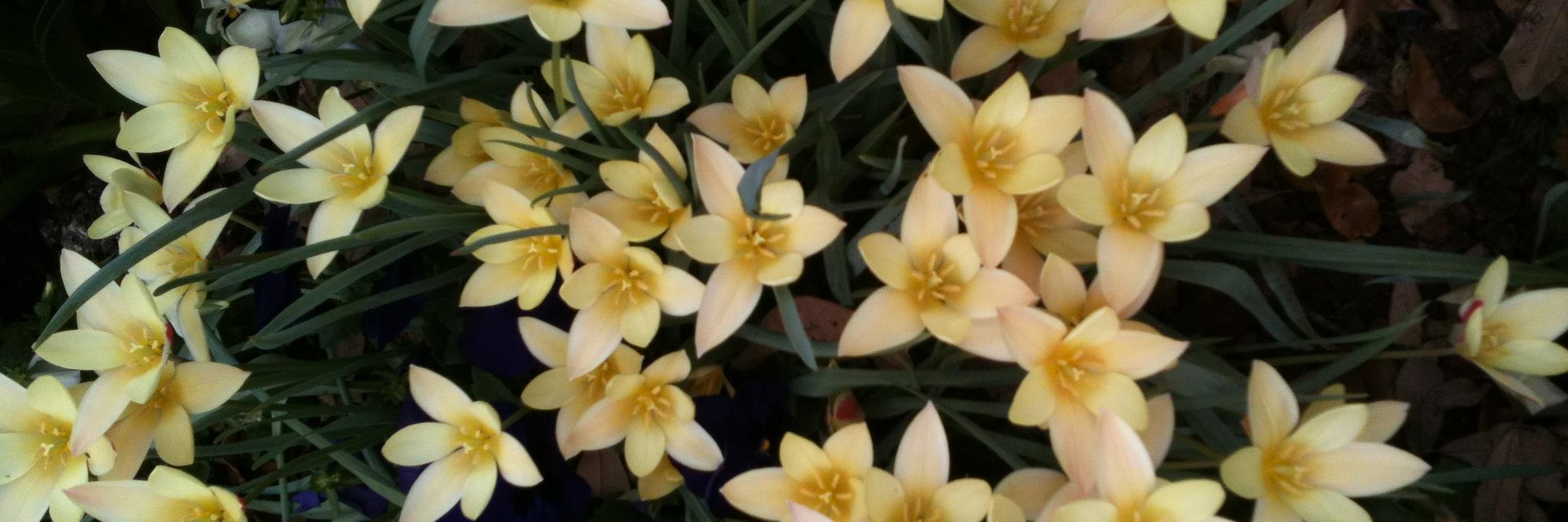 NancyJensen's profile banner image