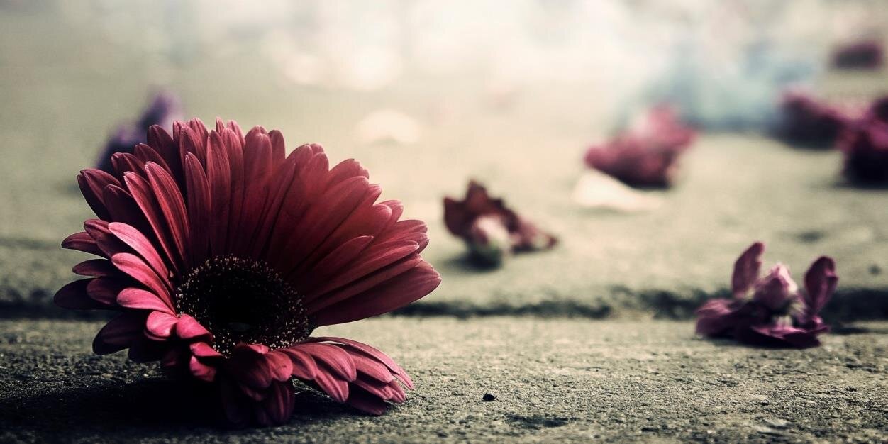 SeekingPeace4's profile banner image