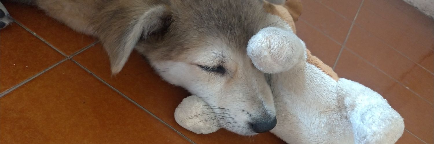 Filipus Fernandez banner