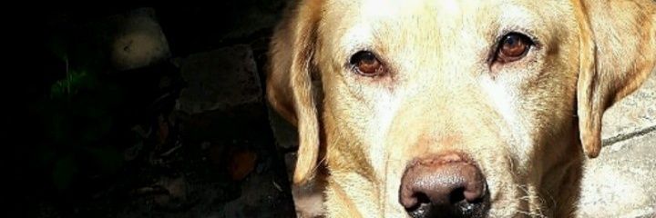 SebaTorres_12's profile banner image