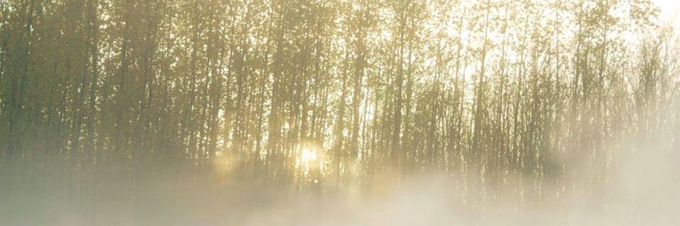 asbarberis's profile banner image