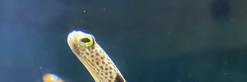 あばば banner