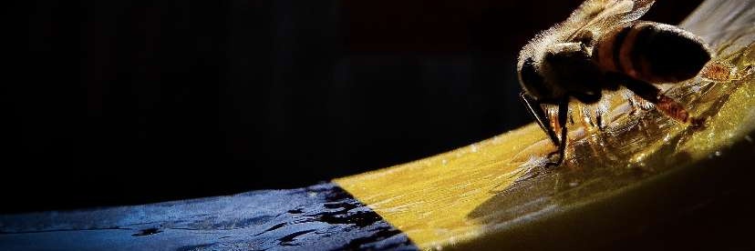 Cupcakekiller91's profile banner image