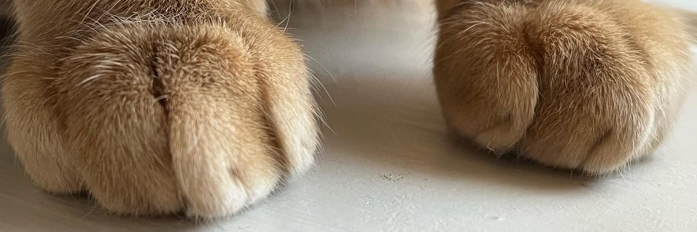 davidleech2655's profile banner image