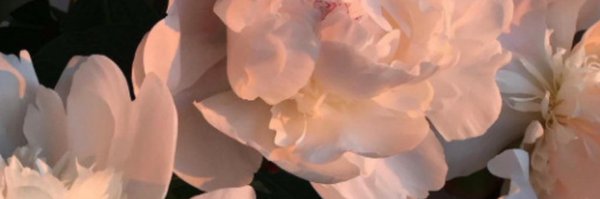 SummerSheekey Profile Banner