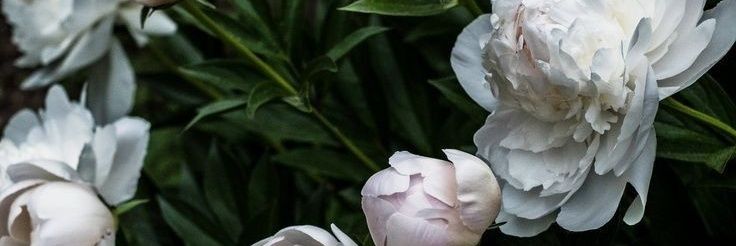 Paeceae13's profile banner image