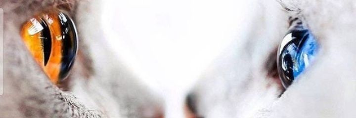 danintandan's profile banner image