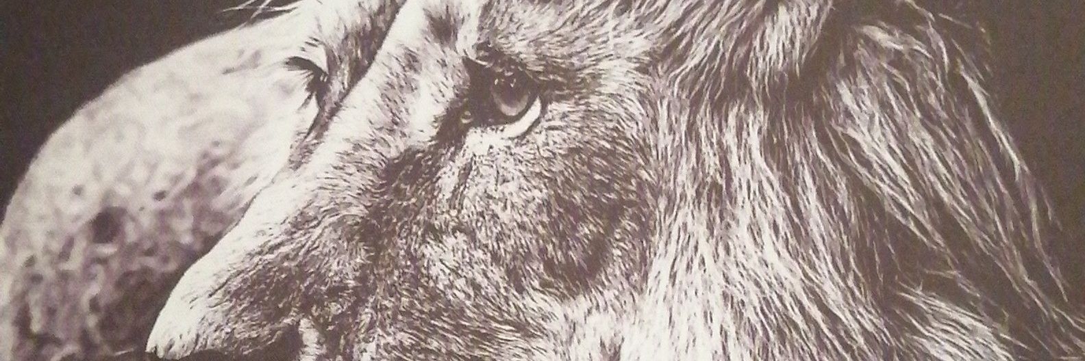 lingfordm's profile banner image