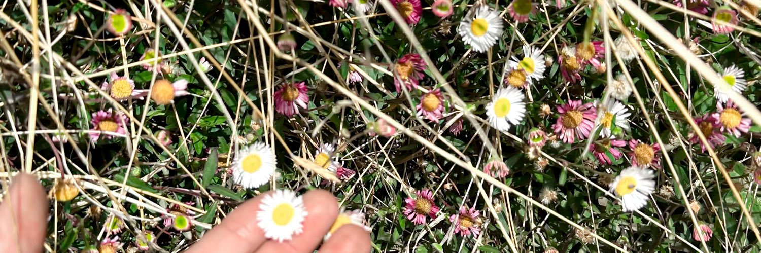 wildflowerz14's profile banner image