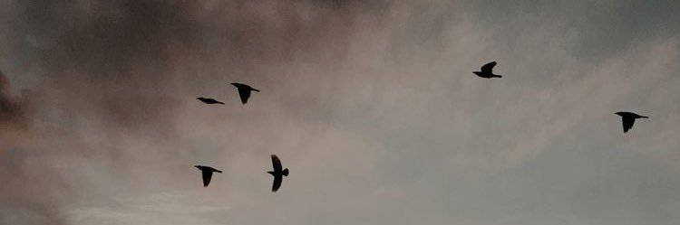 eiv_2's profile banner image