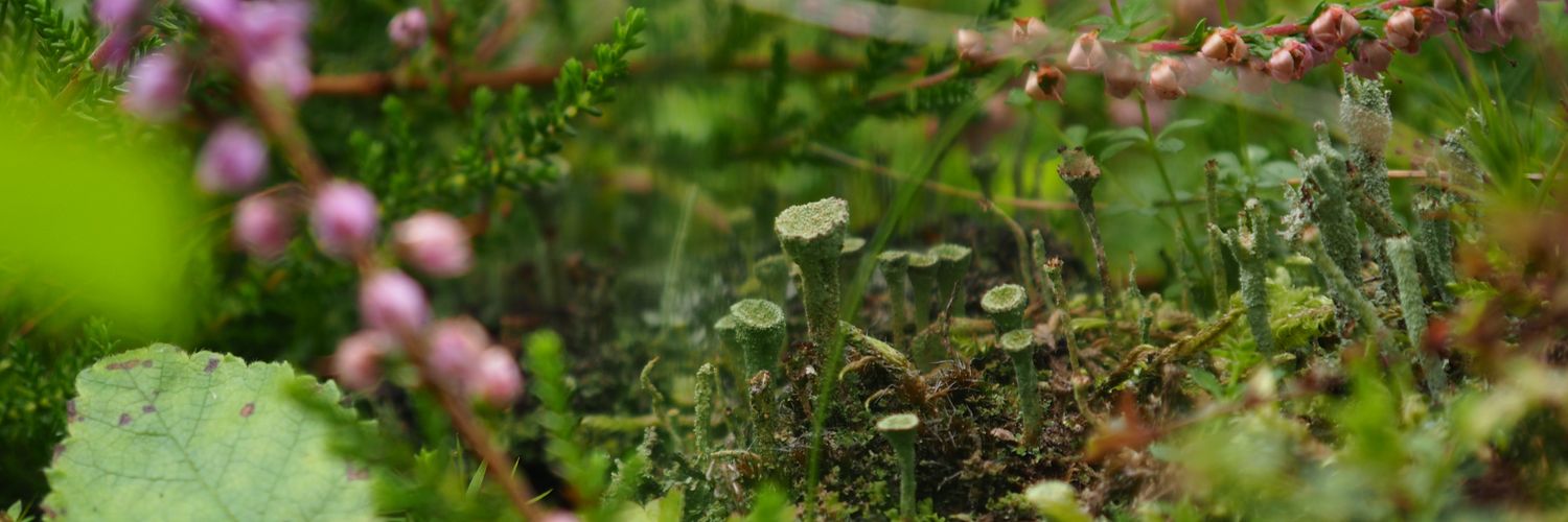 Lucy Lichen banner