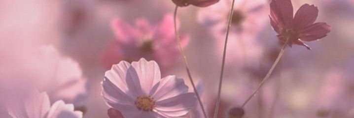 beatrielle's profile banner image