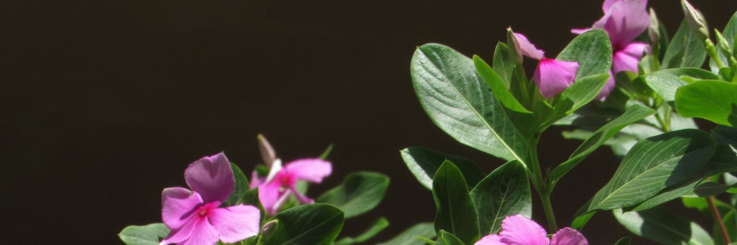 jassielrs's profile banner image