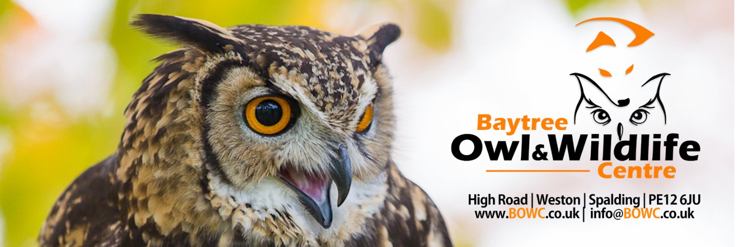BaytreeOwls's profile banner image
