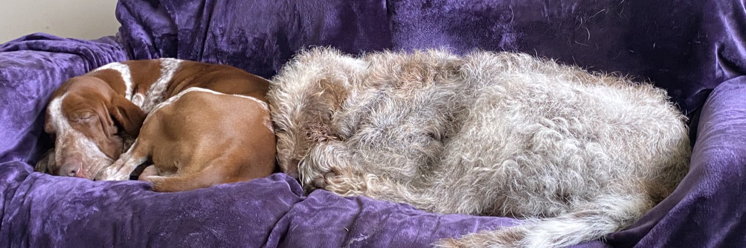 SynergieCoaching banner