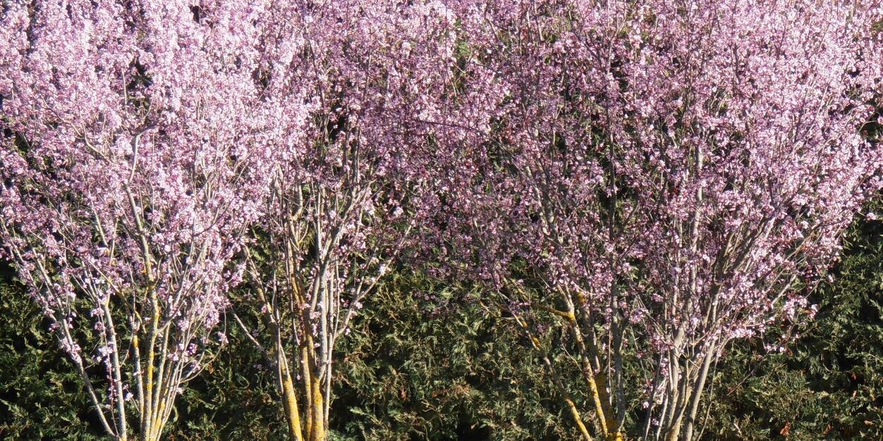 Pedro D. Porras banner