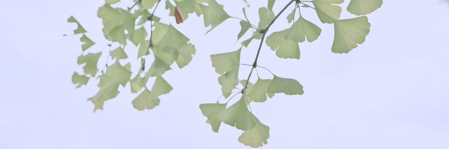 Pluto (Miho, gura) banner