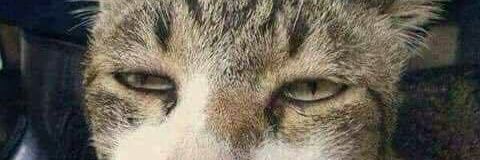 elliptyca's profile banner image