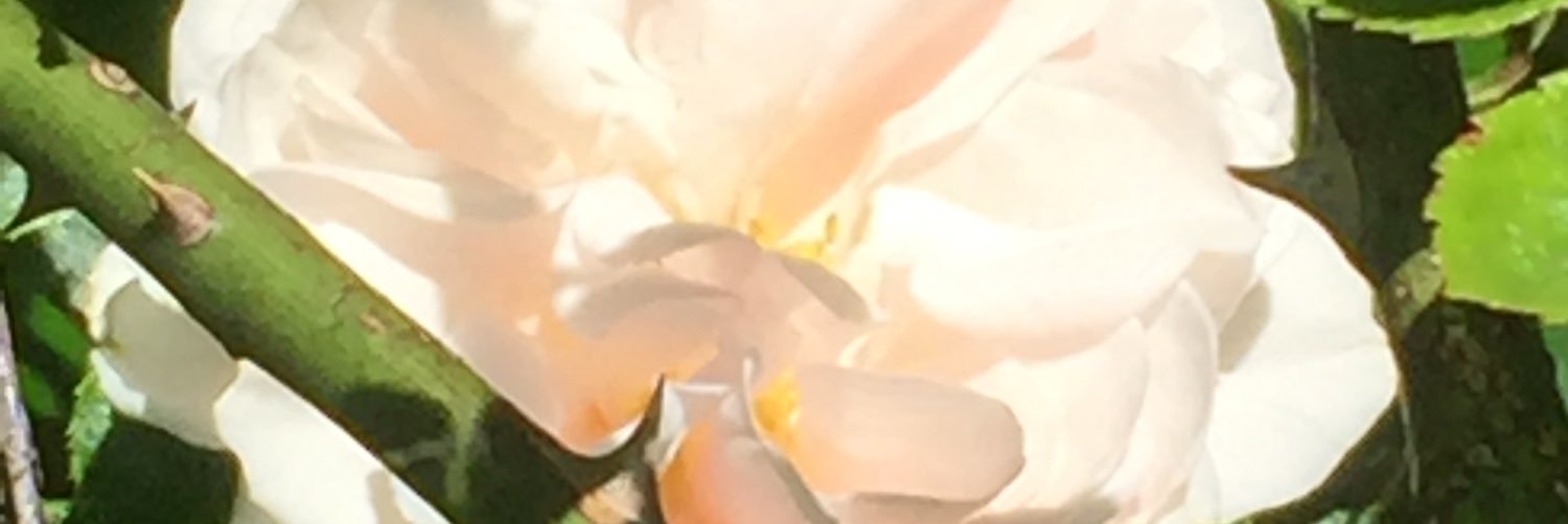 hspsyk's profile banner image