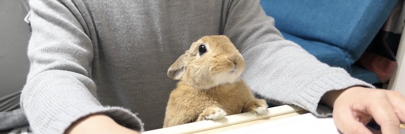 スタちゃんねる【うさぎ部屋】 banner