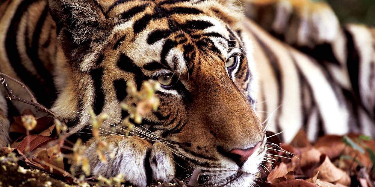 Save Wild Tigers banner