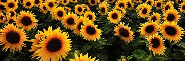 Gail E Bishop 💙🌻 banner