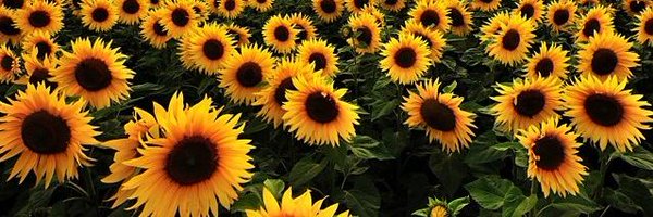 gailebishop Profile Banner