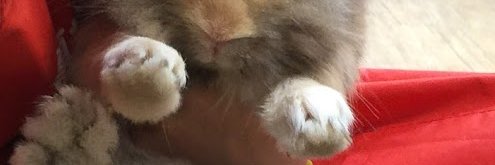 fred781116's profile banner image
