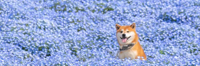 jareerat9's profile banner image